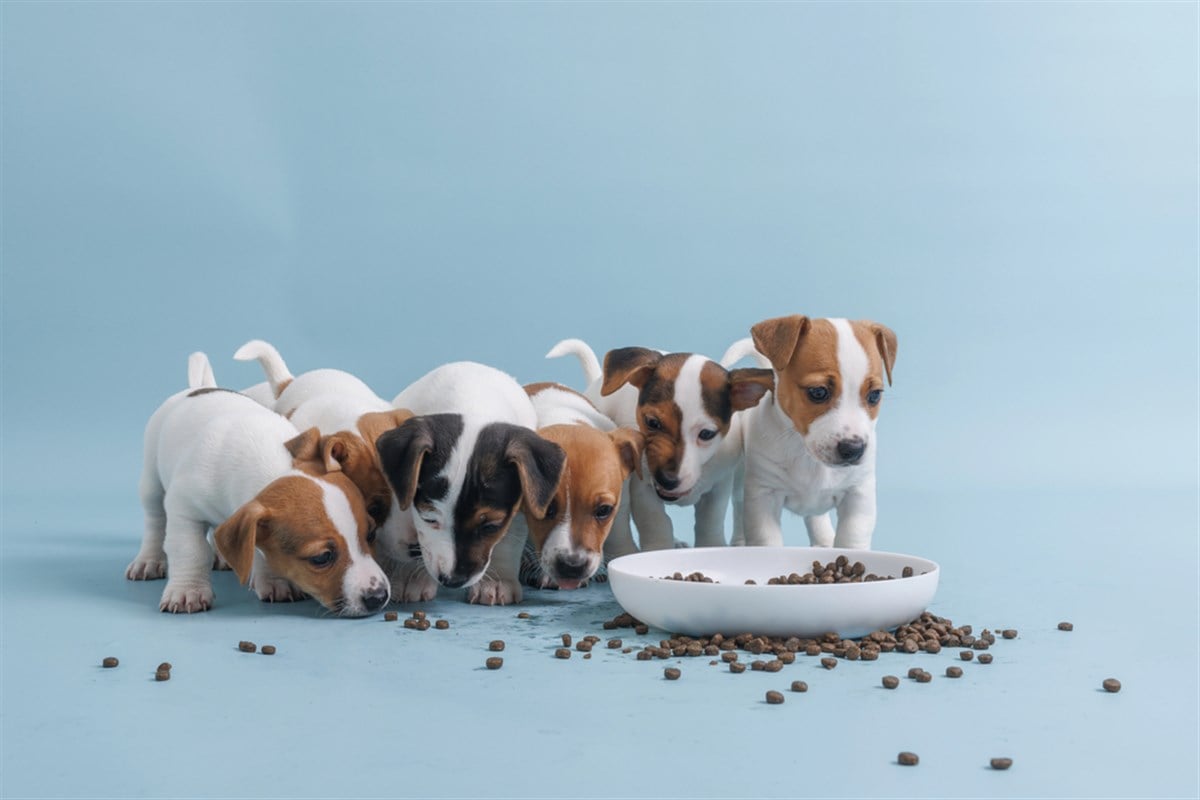 General Mills Acquires Whitebridge: Pet Food Market Expansion